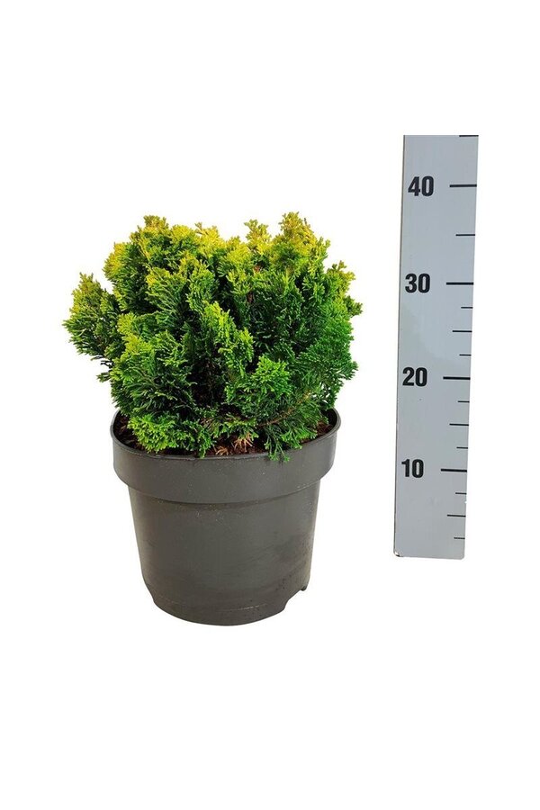 Chamaecyparis Meroki Twin