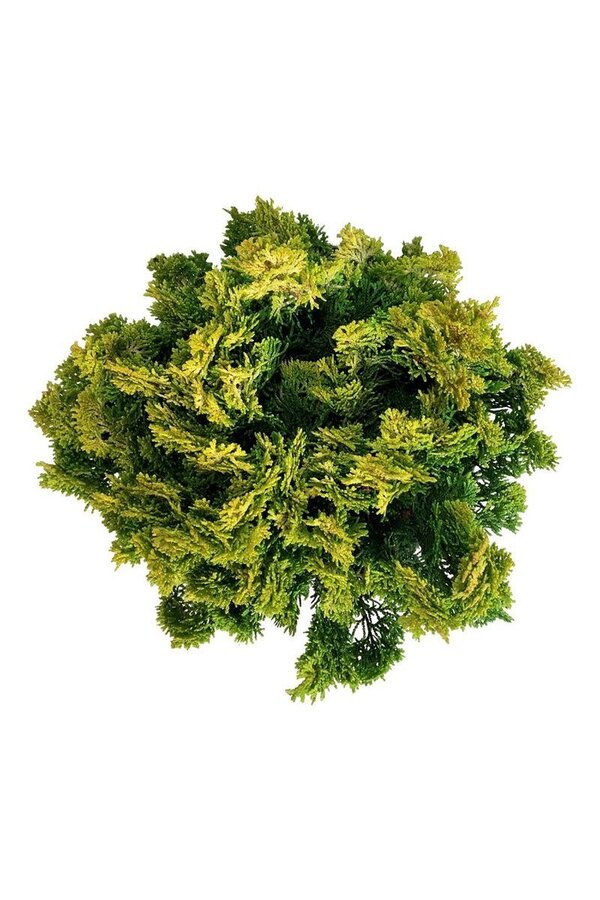 Chamaecyparis Meroki Twin