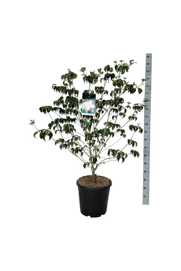 Kornoelje Cornus kousa Satomi