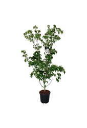 Kornoelje Cornus kousa Weisse Fontaine