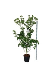 Kornoelje Cornus kousa Weisse Fontaine