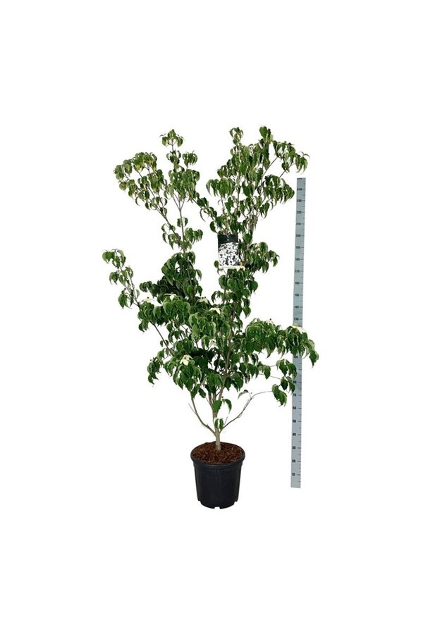 Kornoelje Cornus kousa Weisse Fontaine