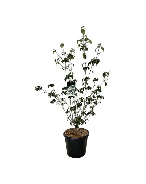 Cornus