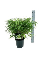 Bamboe Fargesia rufa