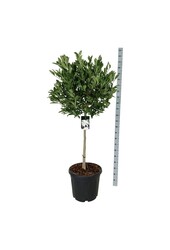 Beverboom Magnolia stellata