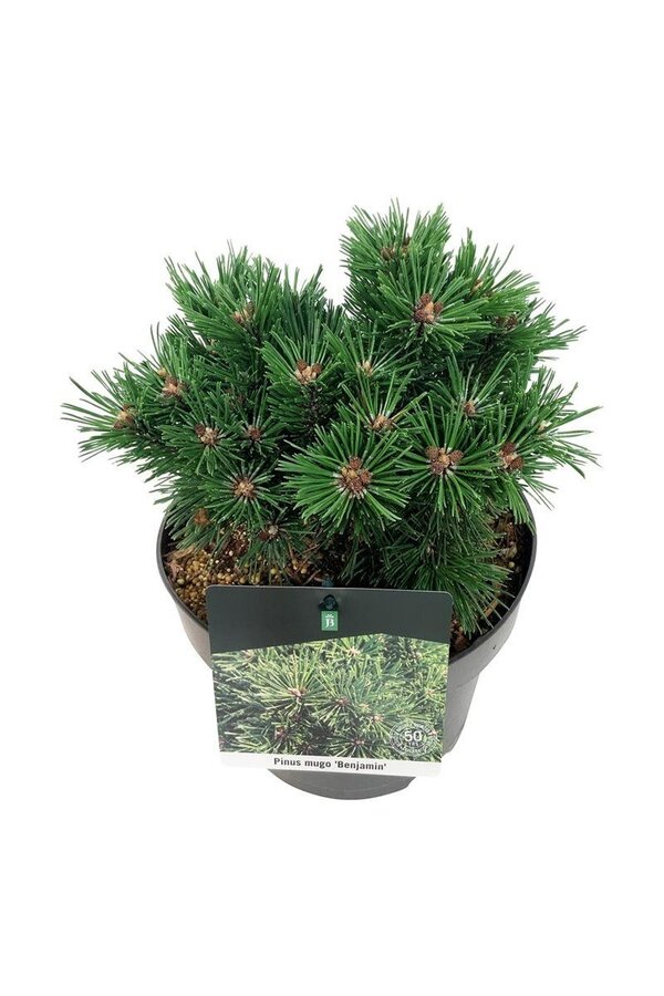 Denneboom Pinus mugo Benjamin