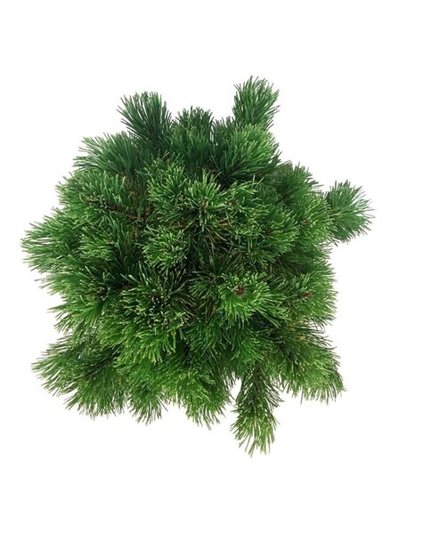 Pinus