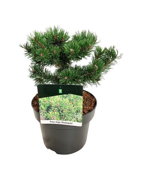 Pinus
