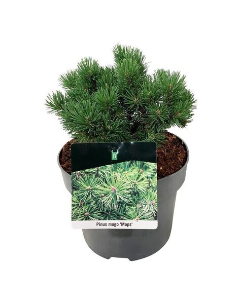 Pinus