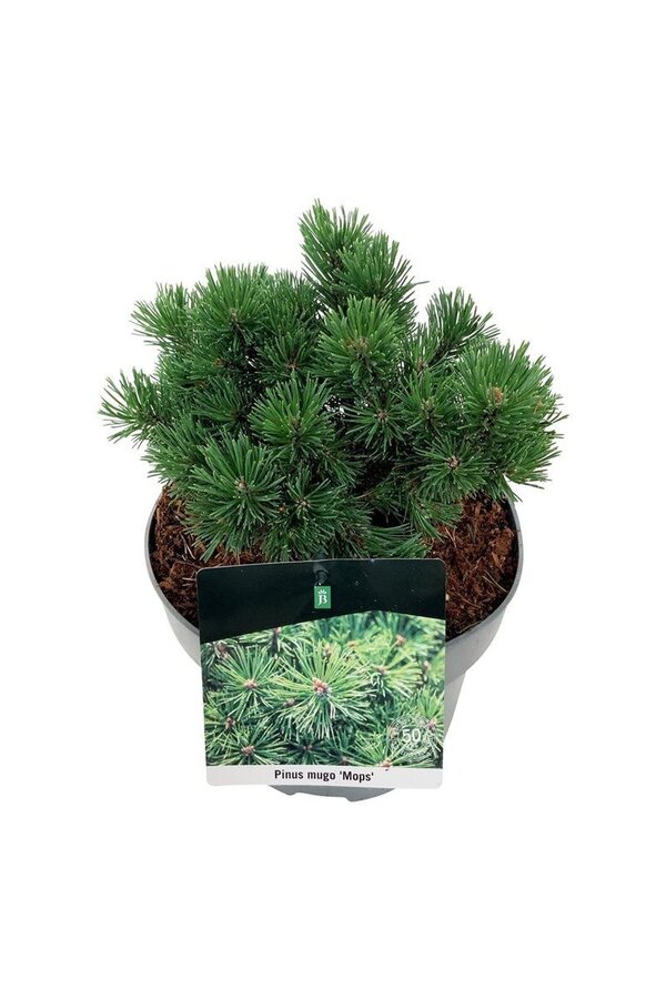 Denneboom Pinus mugo Mops