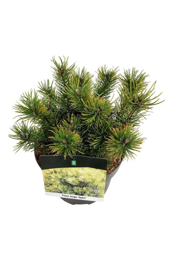 Denneboom Pinus mugo Ophir