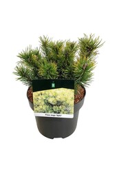 Denneboom Pinus mugo Ophir