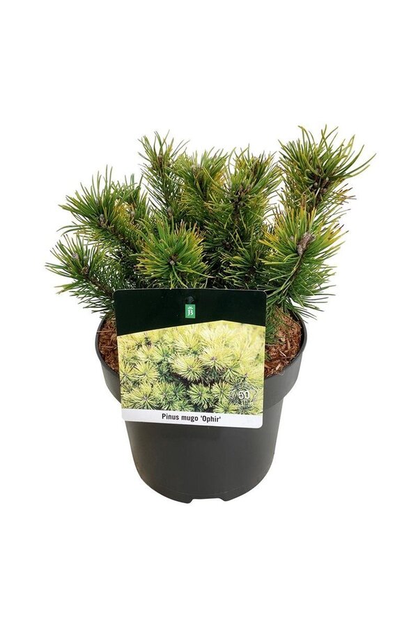 Denneboom Pinus mugo Ophir