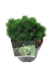 Denneboom Pinus mugo Sherwood Compact