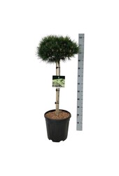 Denneboom Pinus nigra Nana