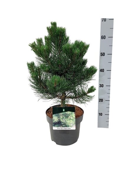 Pinus