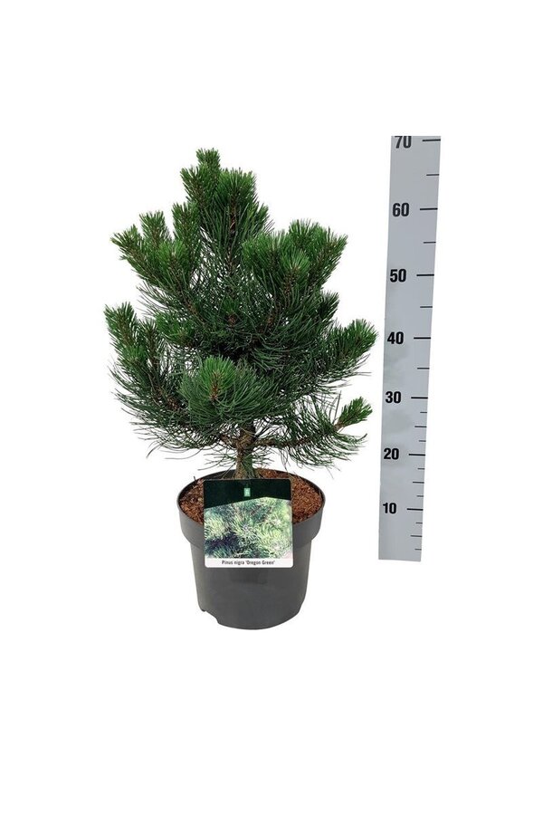 Denneboom Pinus nigra Oregon Green