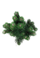 Denneboom Pinus nigra Oregon Green