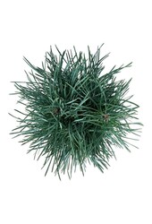 Denneboom Pinus Fastigiata