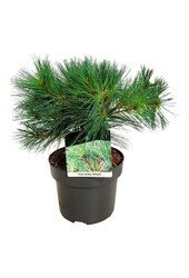 Denneboom Pinus strobus Minima