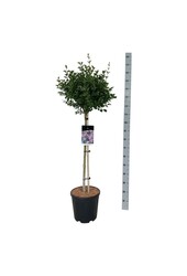 Sering Syringa meyeri Palibin