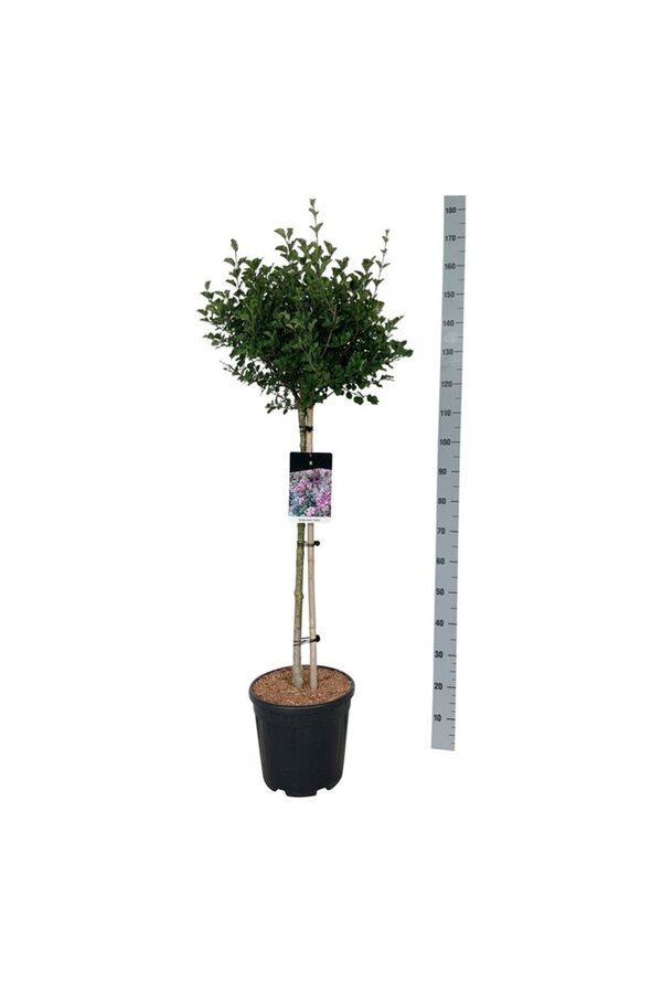 Sering Syringa meyeri Palibin