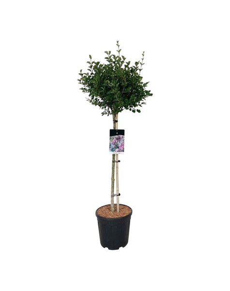 Syringa