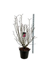 Sering Syringa And. an Ludwig Späth