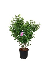 Sering Syringa And. an Ludwig Späth