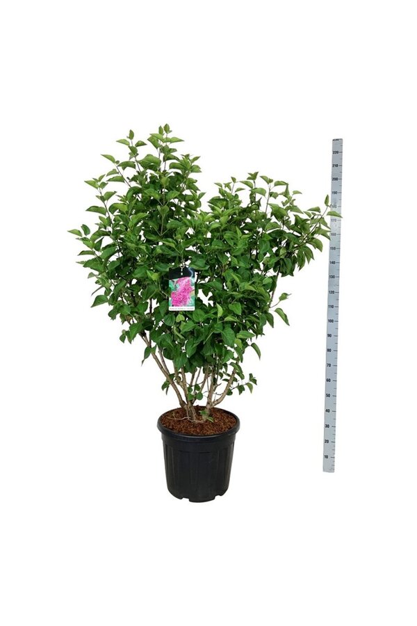 Sering Syringa And. an Ludwig Späth