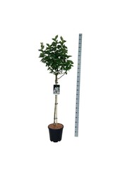 Sering Syringa Beauty of Moscow