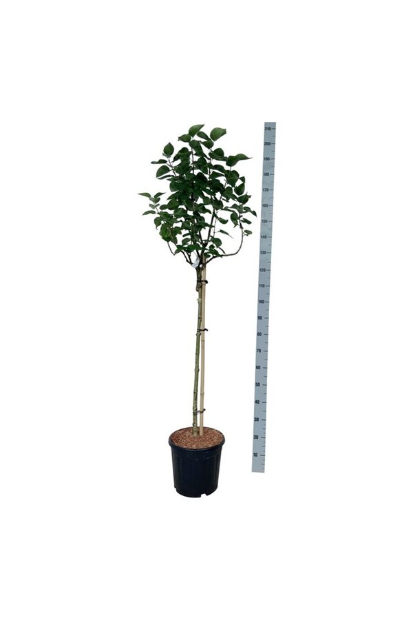 Sering Syringa Lila Wonder