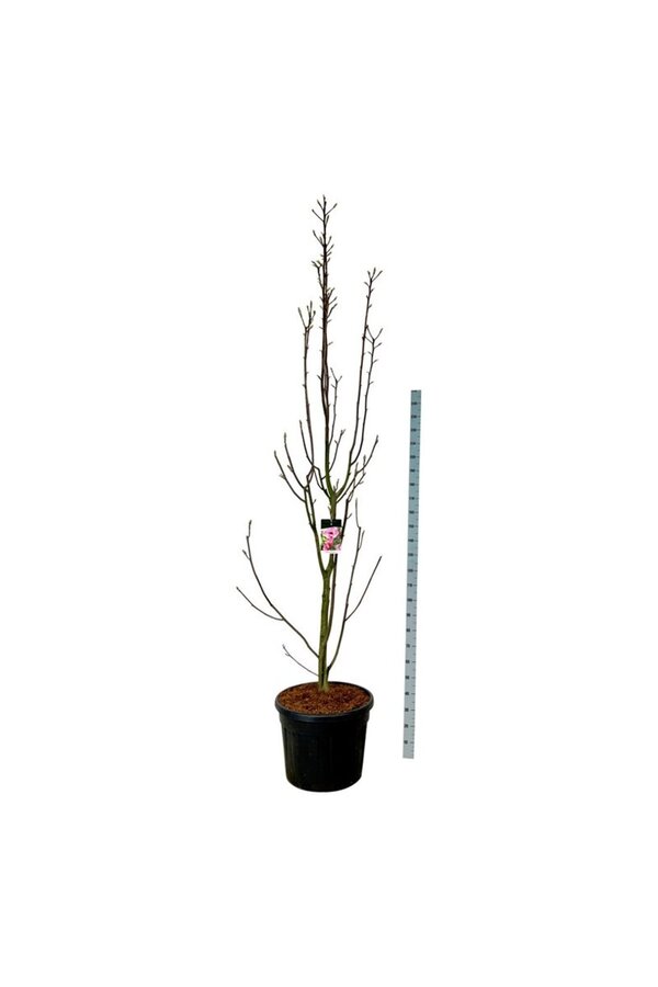 Beverboom Magnolia Watermelon