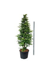 Metasequoia Amber Glow PBR