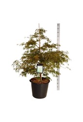 Esdoorn Acer Dissectum