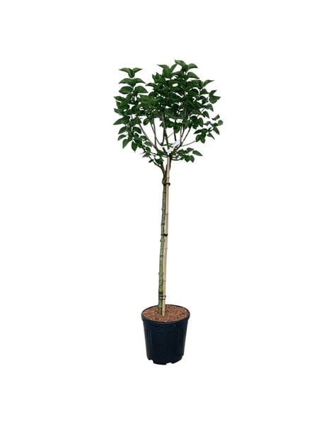 Syringa