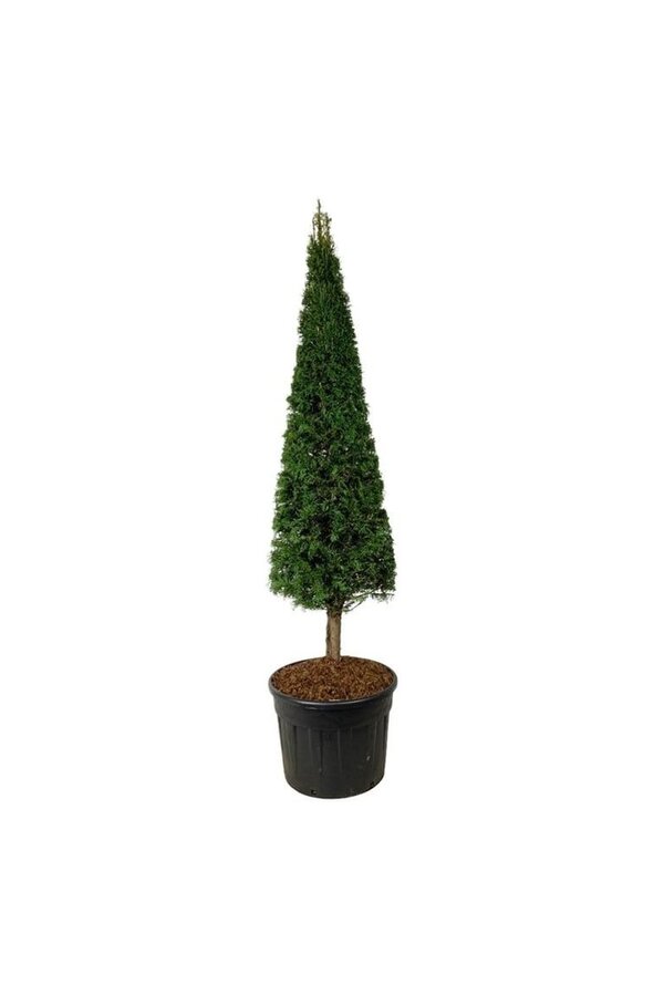 Venijnboom Taxus baccata