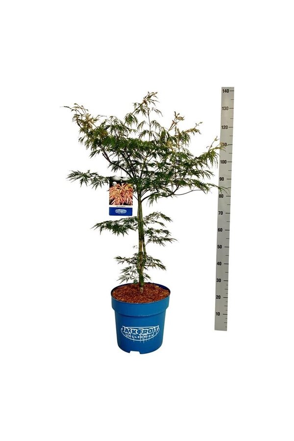 Esdoorn Acer Ice Dragon ®