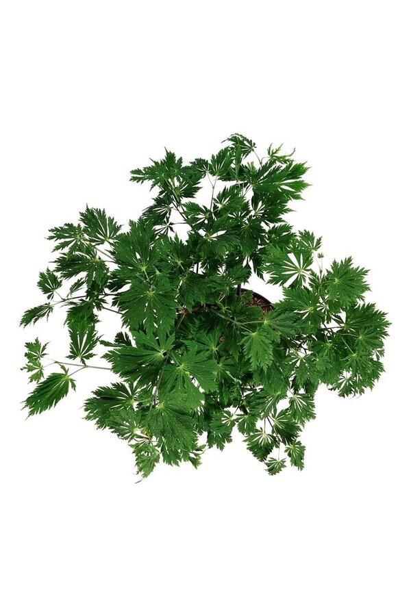 Esdoorn Acer japonicum Aconitifolium