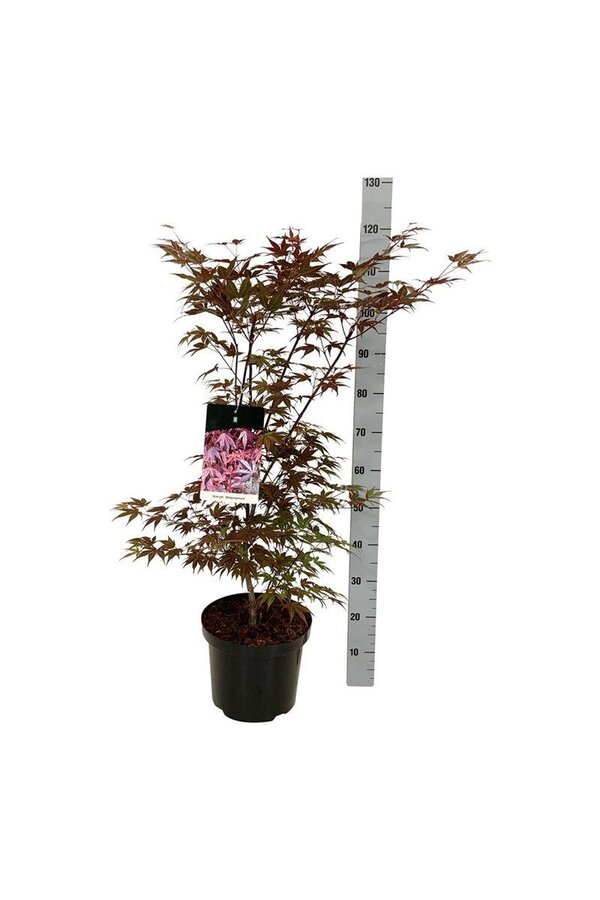 Esdoorn Acer Atropurpureum