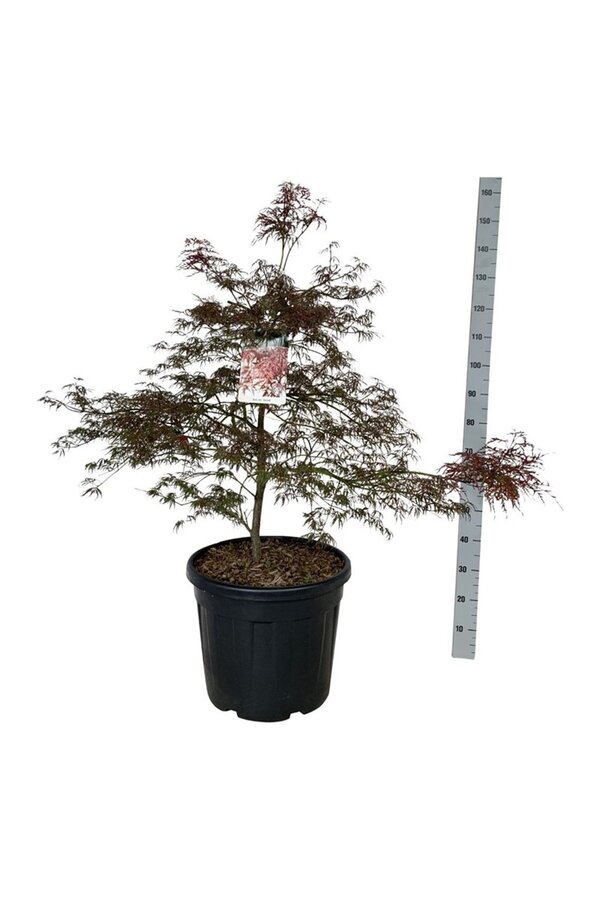Esdoorn Acer Garnet