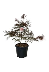 Esdoorn Acer Garnet