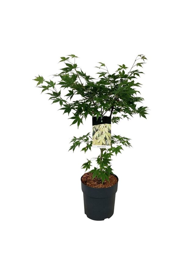 Esdoorn Acer Osakazuki