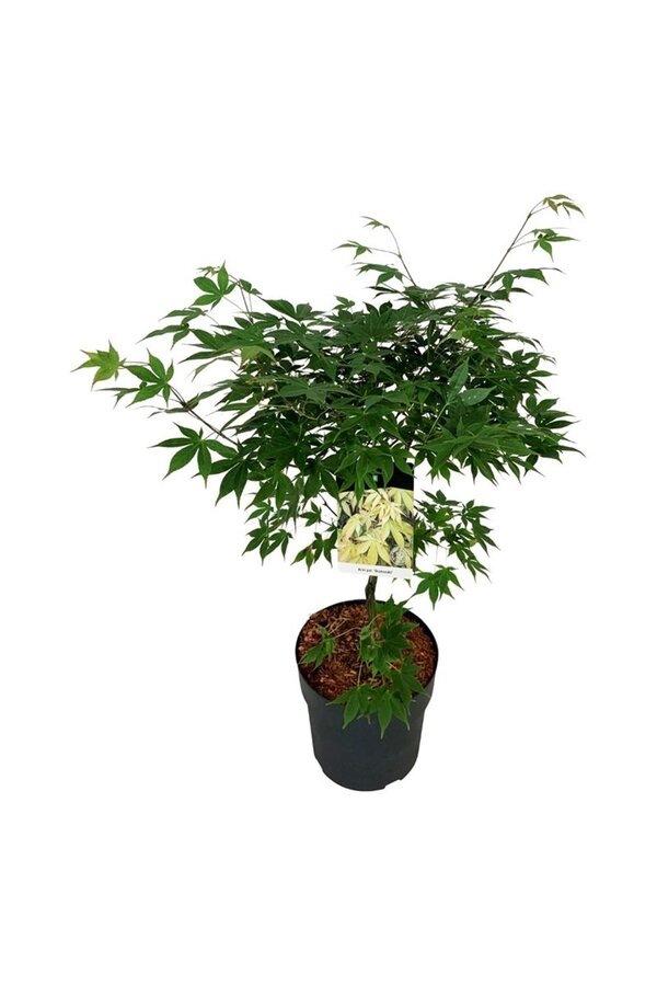 Esdoorn Acer Osakazuki