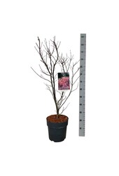 Esdoorn Acer Skeeters Broom