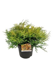 Chamaecyparis Kamarachiba