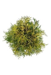 Chamaecyparis Kamarachiba