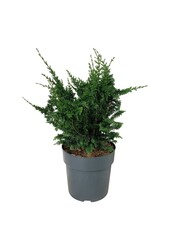 Chamaecyparis Teddy Bear