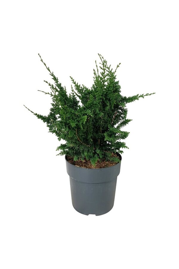 Chamaecyparis Teddy Bear