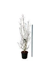 Kornoelje Cornus kousa Venus ®